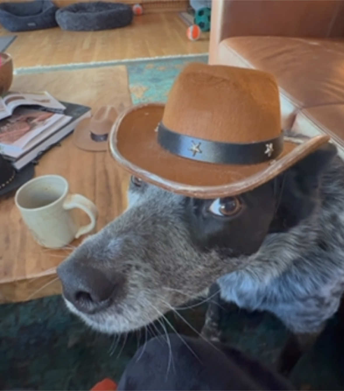 Howdy Howdy Howdy!! #dogs #furbies #hats #calltheaspca #tellonmomma #cowboy #cowgirl #yeehaw #💞🐶💞🐶#🤠🤠