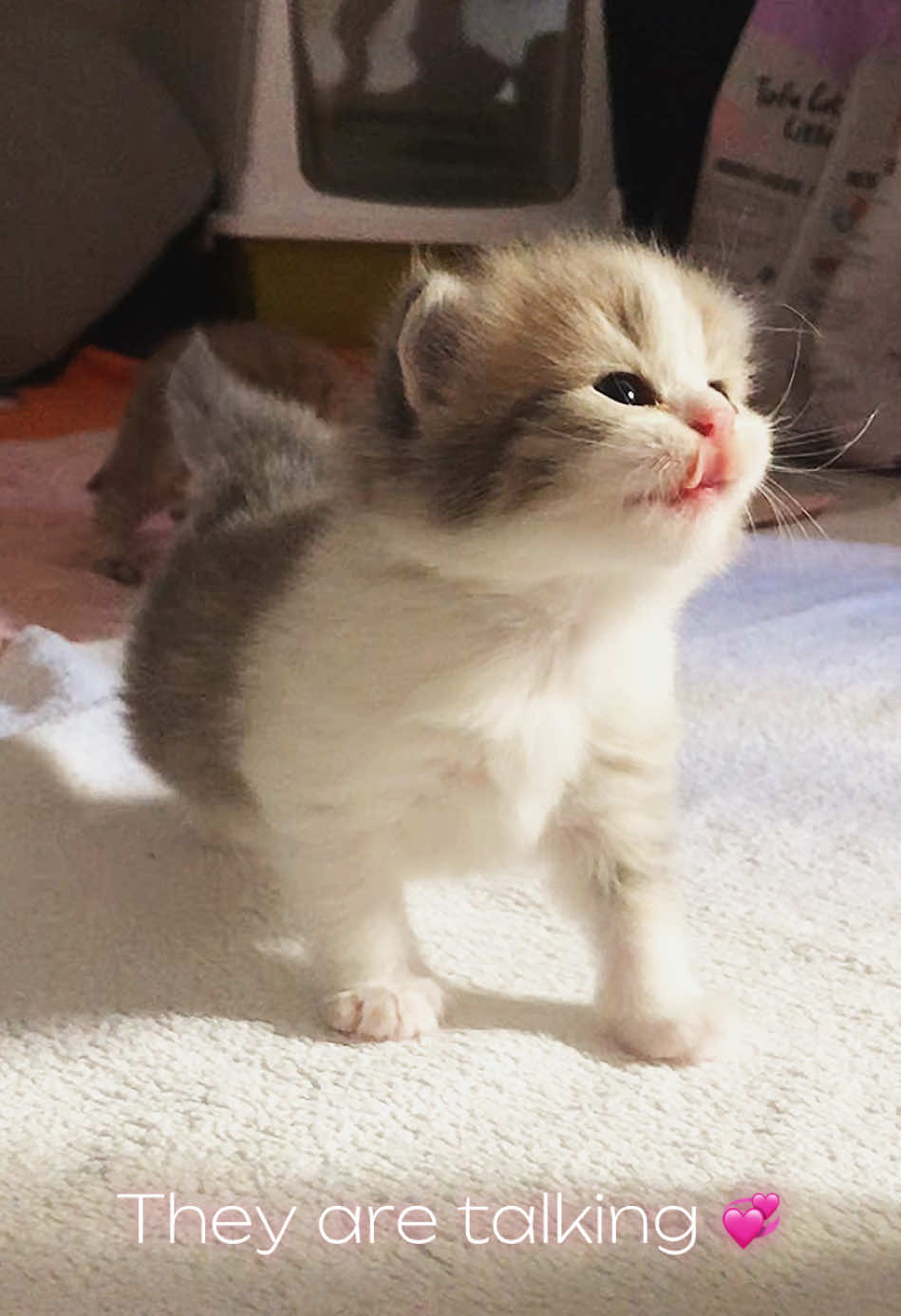 🐾❣️ Mom vibes 💞 always clean and tasty 🐱💞 Penka is the best mom!❣️ #creatorsearchinsights  #kittencare #catmama #asmrcat #kittensoftiktok #cutekittens #newbornkittens #catsoftiktok2025 #catlovers #子猫 #котятки #любовь #мимишки #cats #🐾 #pusa  #asmrkitty #catssounds 