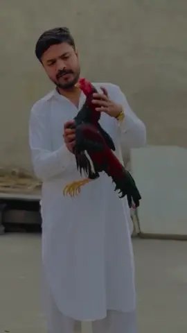 rajpoot #raja #rajpoot #viral #forypu #raja @ڈھوک کالا خان الے💫 @مجرم 👑 @دل جلے💔 @RJ JADI KHAN 🖤 