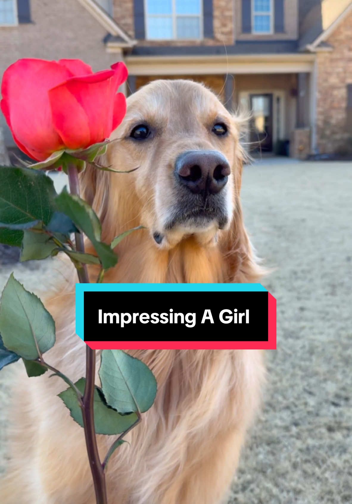 My dogs tried to impress a girl! #dog #goldenretriever #dogsoftiktok 