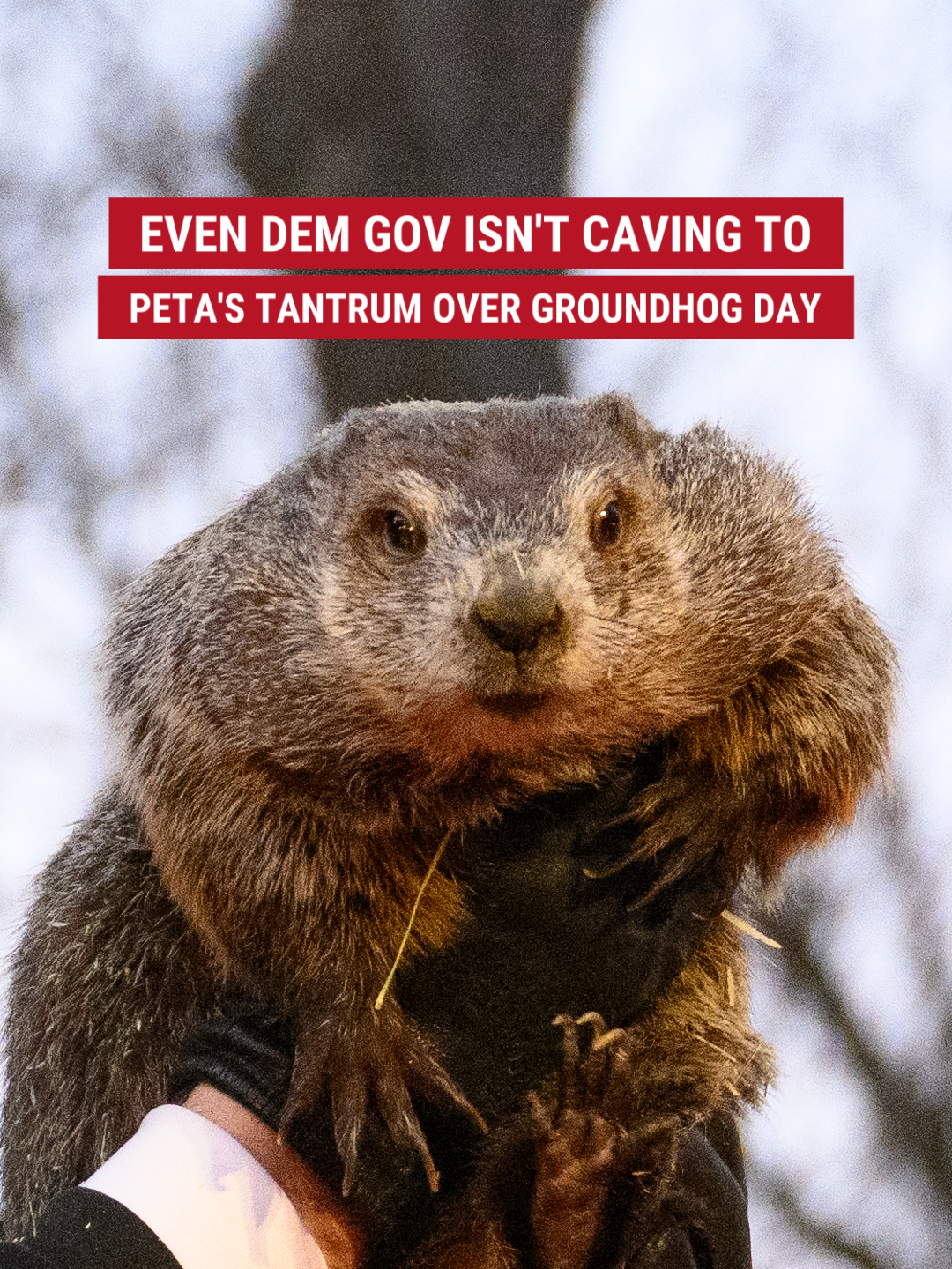 'DISRESPECTFUL': @governorshapiro joins holiday revelers in calling out 'woke' @officialpeta for its outrage over American tradition. The Democrat vowed to protect his state's beloved groundhog, saying, 