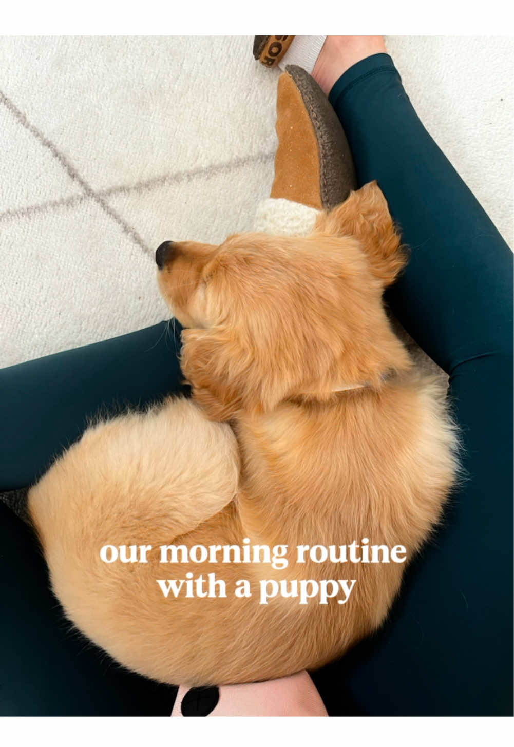 Our morning routine with baby Aria at 3 months old 🥺🐶 The puppy days were so much work but it also sooo much fun & we don’t regret the lack of sleep one bit. Both David and I work full-time jobs so waking up early every morning was the sacrifice we had to make to ensure Aria got what she needed when she was a puppy. She was always such a good girl, and thankfully nothing has changed two years later. 🥺 Let me know down in the comments what questions you have for us and our morning routine! 🫶 . . . . . #puppyroutine #newpuppy #dayinthelife #morningroutine #puppytime #puppylife #puppytraining #DogTraining #goldenretriever #goldenretrieverpuppy 