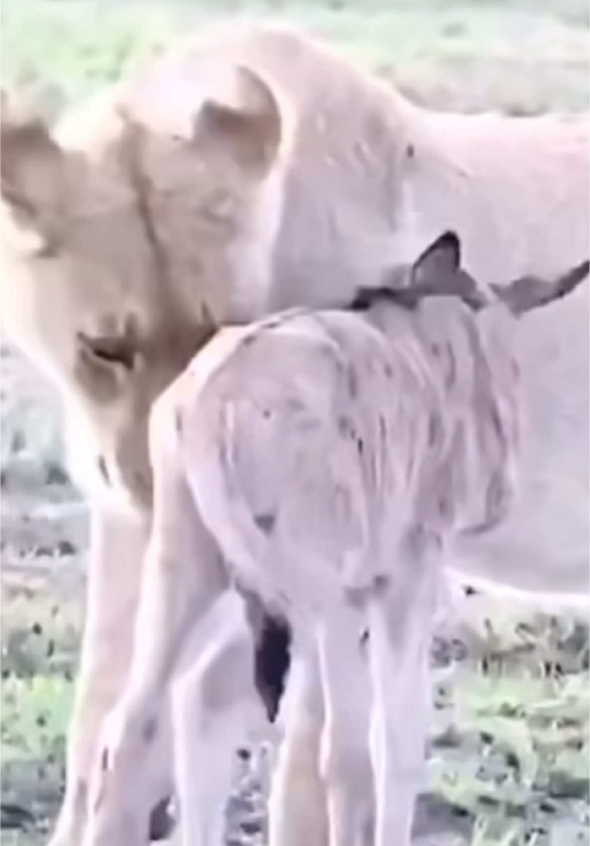 Lioness and wildebeest baby  #wildlife  #tanzania🇹🇿  #kenyantiktok🇰🇪  #trendingreels  #naturebeauty  #tanzaniatiktok  #trendingvideo 