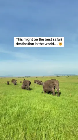 Tanzania is truly a spectacular safari destination and perfect for any adventure lover and wildlife lover! 🐘🐆🦏 Here is what you need to know 👇🏼  🇹🇿 Tanzania is located in East Africa and is one of the most epic destinations for a safari! It boats three safari regions, the North, the Southern and the Western. The most famous and most visited region is the North and is commonly called the Northern Circuit! 🇹🇿 The Northern Circuit boasts the world renowned Serengeti National Park and famous UNESCO site, the Ngorongoro Crater along with a number of other wonderful parks.  🇹🇿 You can witness the Great Migration in Tanzania, BUT be sure to check the best time of year to go and the location as the herds will be moving throughout the year. 🇹🇿 Tanzania is home to huge numbers of wildlife including the Big 5 and the majority of the parks in Tanzania are unfenced. 🇹🇿Tanzania has safari options to suit all budgets!  🇹🇿You can pair a safari with a stunning beach holiday in Zanzibar or another adventure by hiking Mount Kilimanjaro!  🇹🇿 The scenic landscapes and topography of Tanzania take your breath away. We were blown away by its beauty! Follow @mrandmrsd.adventures for more travel tips & guides to help you plan epic world adventures! 🧡💙 #safaritips #safariafrica #safaritanzania #tanzaniasafari #visittanzania #serengetinationalpark #serenegti #AfricanSafari #visittanzania 