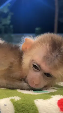 Lovely monkey sleep  . . . #jenniferlopez #alexandradaddario #AngelinaJolie #MeganFox #margotrobbie #chrisevans #ChristianBale #AnneHathway  #ScarlettJohansson #elizabetholsen #JenniferLopez #JenniferAniston #JenniferLawrence #priyankachopra #KristenStewart #HaileeSteinfeld #wonderwoman #DC #mcu #MeganFox #kimkardashian #kendalljenner #monkeylove #monkeybaby #adorable #adorablemonkey #babyanimal #monkeysmart #reelsfypシ #reel