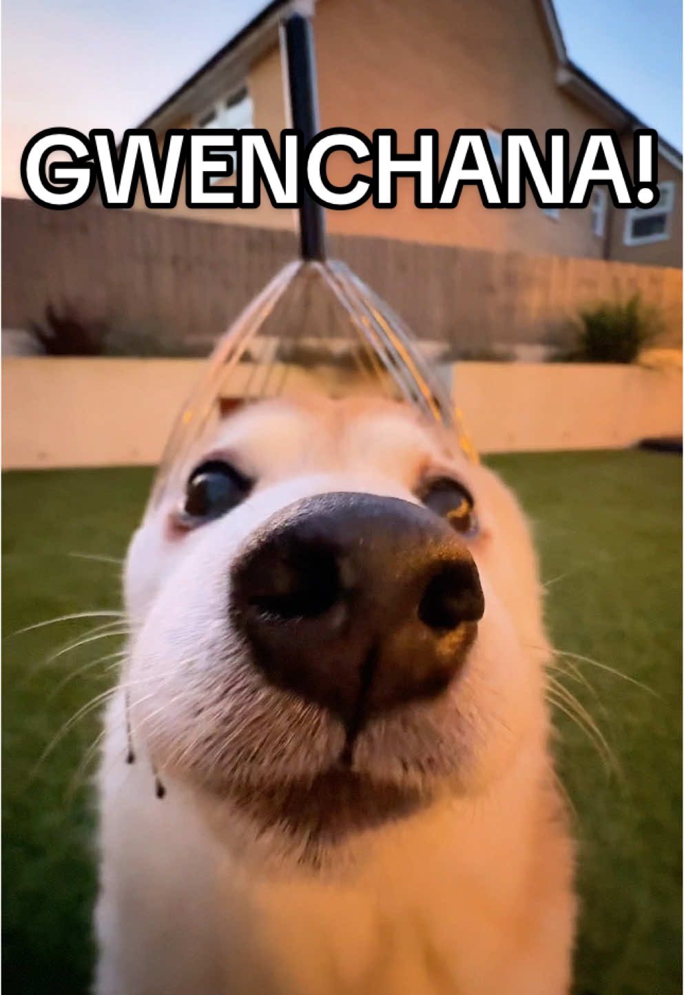 King chana, king china or Gwenchana?! #柴犬 #shibainu #gwenchana #괜찮아 