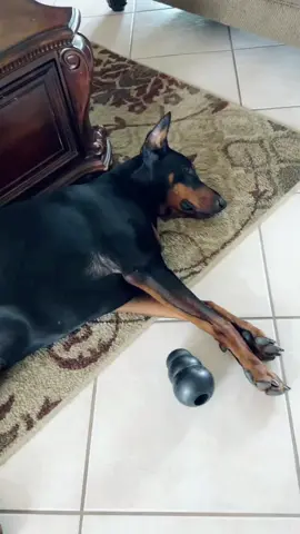 #dogsoftiktok #dog #doberman 