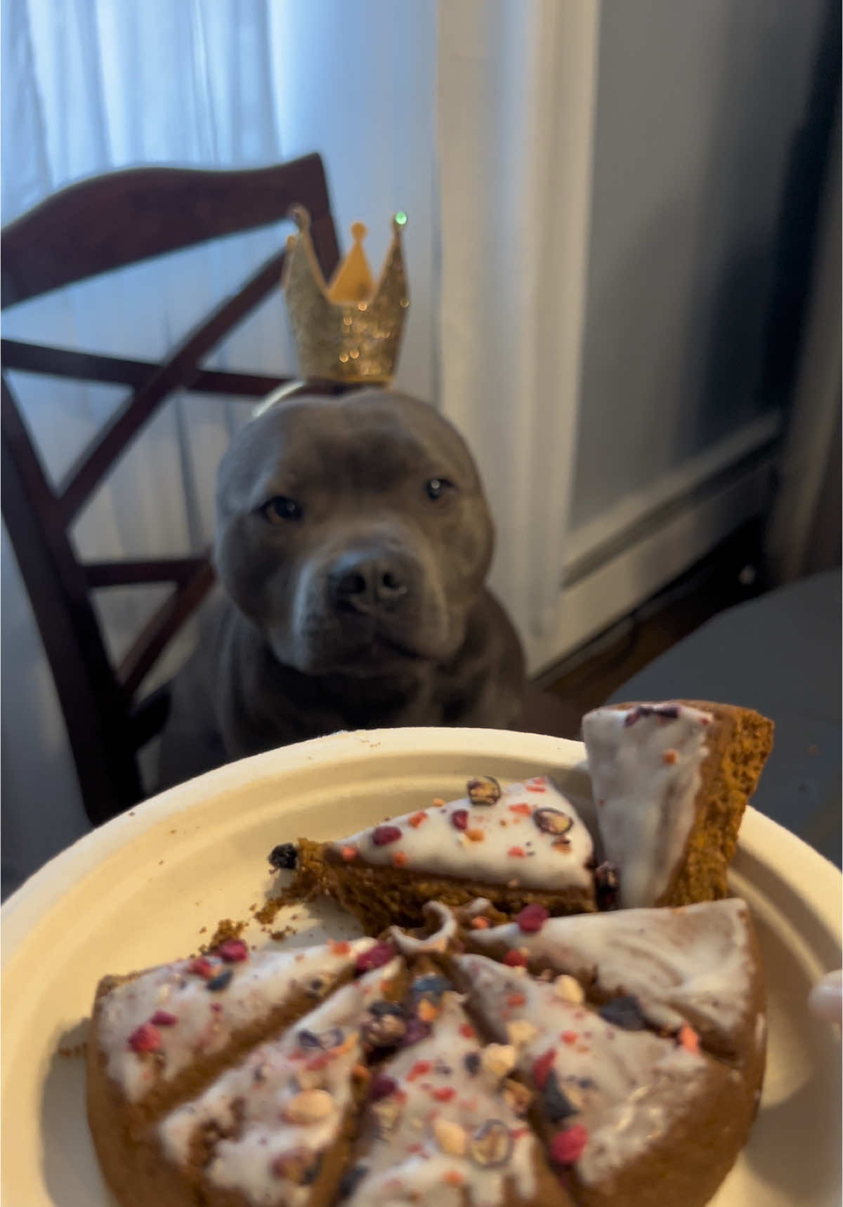 A proper celebration #staffordshirebullterrier #staffy #staffysoftiktoklove #staffypuppy #fypp #fypシ゚viral #funnyvideo #funnymoments #puppytiktok #cutedog #cuteanimals 