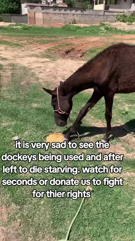 Milly’s Place has had over 40,000 dollars (and counting) in vet bills the last 6 weeks - most of which was emergent interventions. Everything happened all at once, it feels.  Asking 4,000 people to donate 5 dollars to help Milly’s Place with their astronomical vet bill for Petey. Petey’s bills account for about 1/2 of the 40k. Petey the donkey’s emergency surgery, hospitalization and now REhospitalization has been turbulent to say the least.  Petey is back in the hospital and metabolically crashing  We could REALLY use this community of animal lovers and advocates right now.  WilsonHaus has teamed up to help raise funding and awareness for their cause.  To make this first goal happen by Christmas, we need 4,000 people to donate just 5 dollars.  We have a goal to raise at least 1/2 of the vetting by Christmas - which is a HUGE, huge and daunting goal.  The reality is that vet bills can escalate quickly. That is part of rescue, and unfortunately, Milly’s Place has had some heavy cases that came one after the other.  In order to go into 2025 and continue intakes and helping more equine in need, the first thing that has to happen is this massive fundraiser has to be covered. To make it more manageable, we have divided the fundraiser into four phases of 10k each Our goal is by Christmas to raise PHASE 1 and PHASE 2 (that is just 4,000 people donating 5 dollars) And by January 19th to raise PHASE 3 and PHASE 4 (again, just 4,000 people donating 5 dollars) Why January 19th? Because access to Tiktok is likely going to be banned in the U.S.  This is actually terrifying for all of the rescues I ,work with. Tiktok has helped us fundraise and save so many animals. For the first time in a while, I am nervous. This ban is going to hit WilsonHaus and my collaborative rescues hard. For the next month, I will be fundraising as much as I can in preparation.