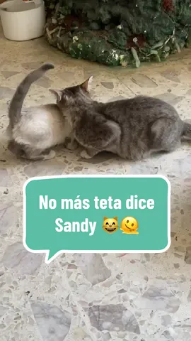 No más teta dice Sandy 😸🫠 Así es como Sandy pone  límites para dejar de dar teta pero Logan es  insistente hasta que lo logra #gatos #mascotas #michi #gata #pets #davopets #fyp 