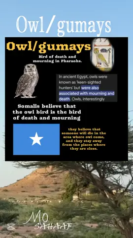 bird of death and mourning in Pharaohs somali owls  gumays #Pharaohs #kemet #Egypt #queenNefertiti #fircoon #Ramsesll #queenHatshepsut #ThutmoseII #fircoon #landofpunt #punt  #Pharaohs #faraaciin #fircoon #soyaal #taariikh #history #Somali #ancientsomali #ancient  #civilization  #ilbaxnimo #taariikhsomali #ilbaxnimo #buun #landofpunt #kemet #queenatia #queenati #kingbarahow #ThutmoseII  #ancientSomalihistory #pyramid #pyramids #barmayd #ahraam #Somalia  #Somalitiktok #modrenEgyptianroman# #owls bird of death and mourning in ancient Egypt Somali #death #bird #owl Somali #gumays #dhimasho  #mourning  #ancientEgyptian #believe 