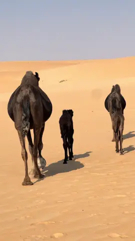 عسى الله يصبر قلبي اللي فقد غاليه                                                    وعسى الله يعين العينن من دمعت فراقه 