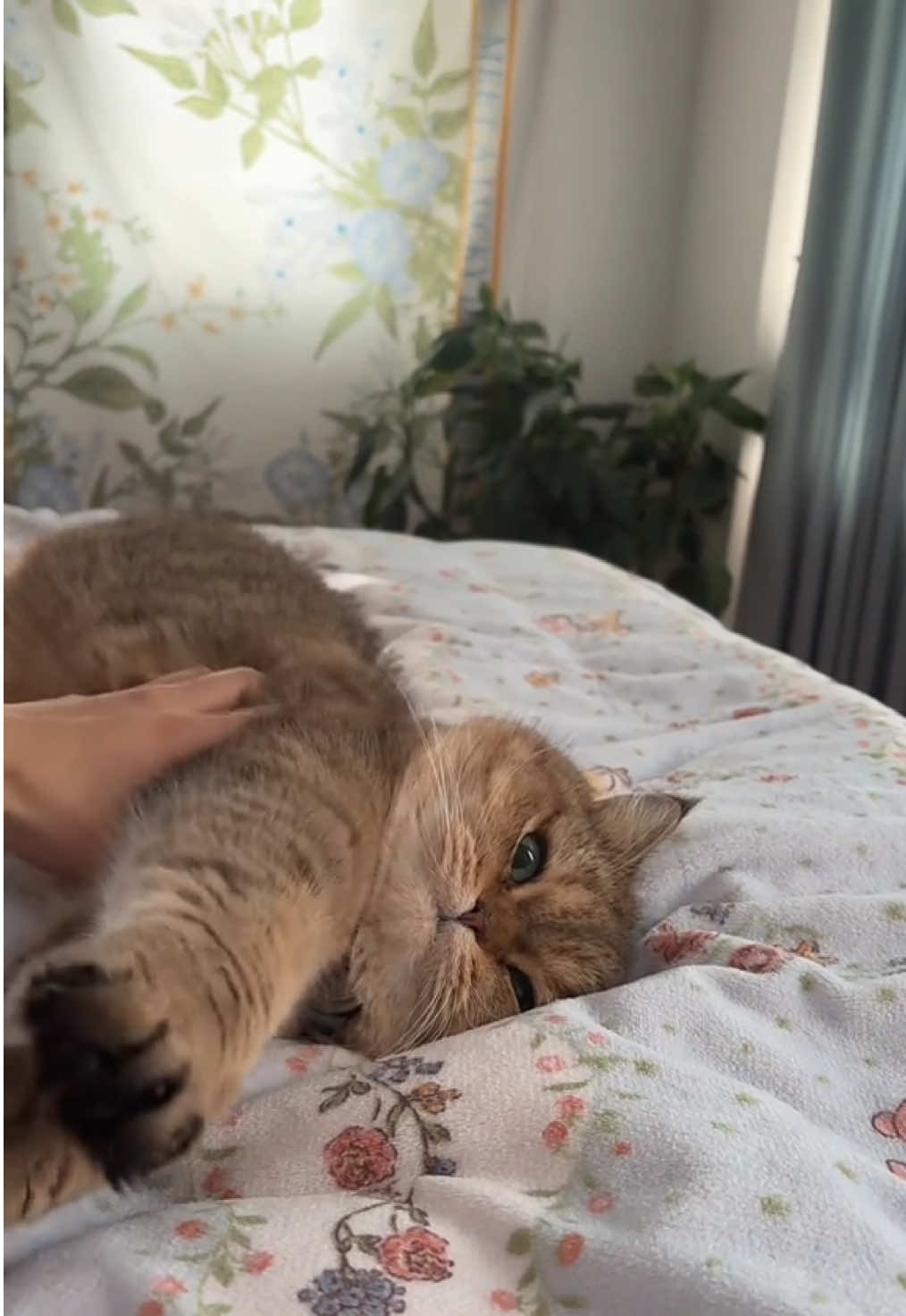 It's so nice to have you in the morning.#cutecat #kucing #pet #kitty 