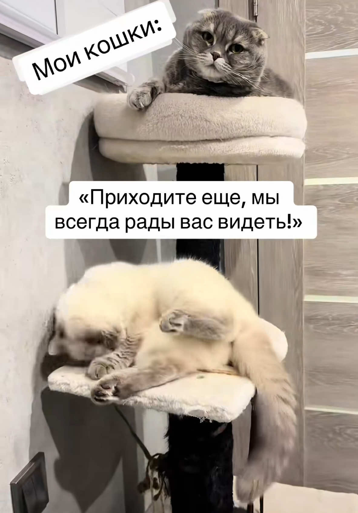 #ВэтотДень#котики#воспоминания💔 