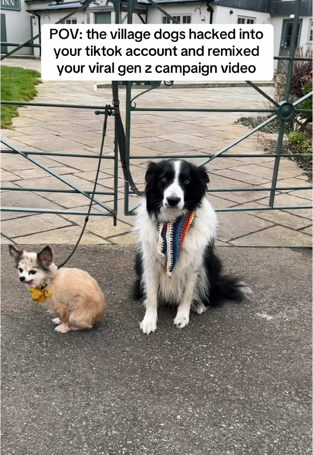 Our dogs understood the assignment. Head to the link in our bio to help these boomers save their pub 🐾  #villagelife #genz #boomers #viral #fyp #crochet #saveourpub #dogsoftiktok 