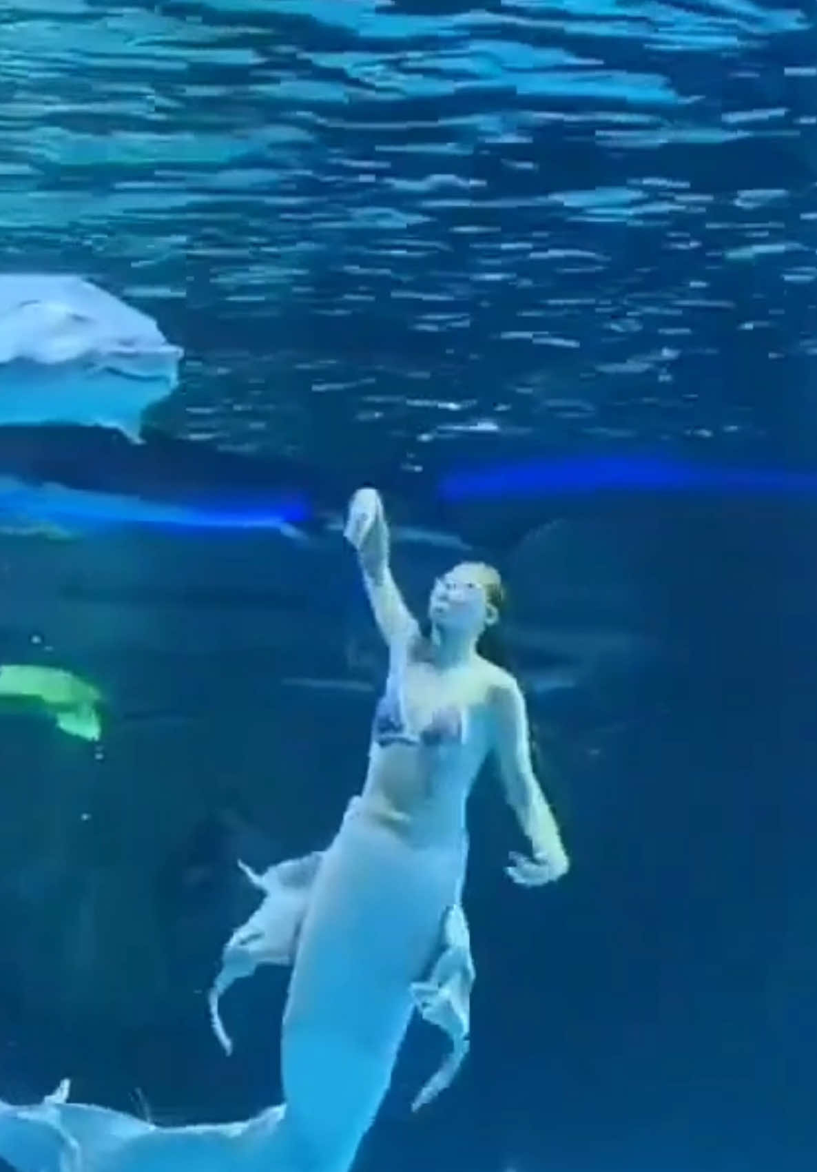 Acuario Salvaje 😂😂😂
