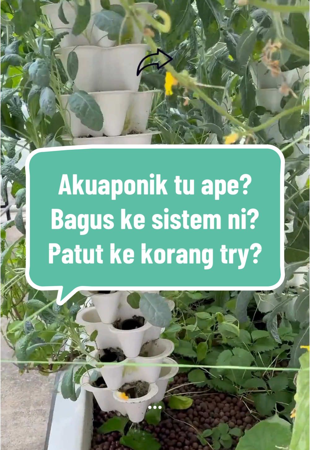 Apa itu sistem akuaponik? Ikan bagi baja dekat tanaman? Tanaman tak perlu langsung baja lain? Tanaman sihat? Jom tengok video ni untuk membahas kenapa orang suka sistem akuaponik ni? Sapa yang dah pernah buat? Sila hadir di ruang komen dan follow sebab next episode saya akan share tanaman apa yang bagus untuk akuaponik. #aquaponics #hydroponics #aquaculture #agriculture #plants #pertanian #malaysia 