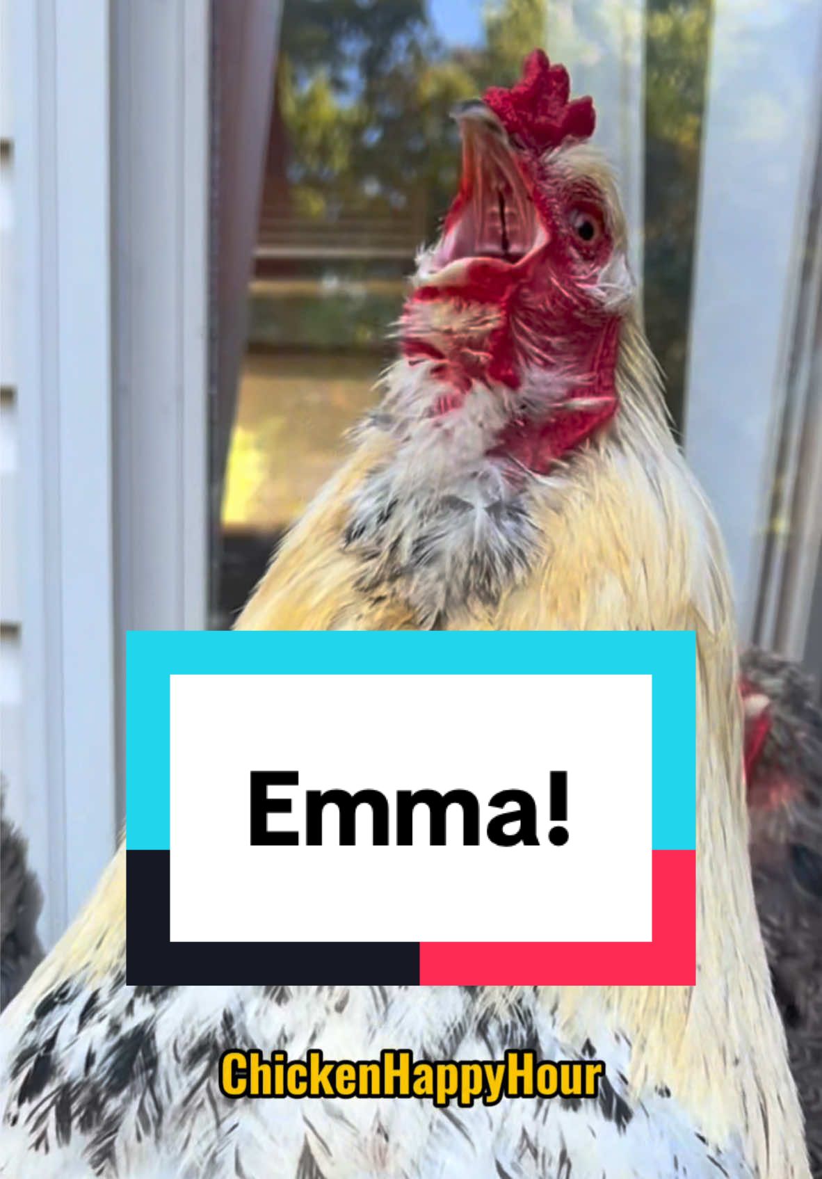 Frankie calling #emma #em #emmy #rooster #chicken #funnyanimals #memestiktok #chickenhappyhour 