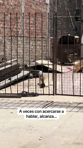 #animales #derechos #rescates #respect #fundacionplanetavivo 