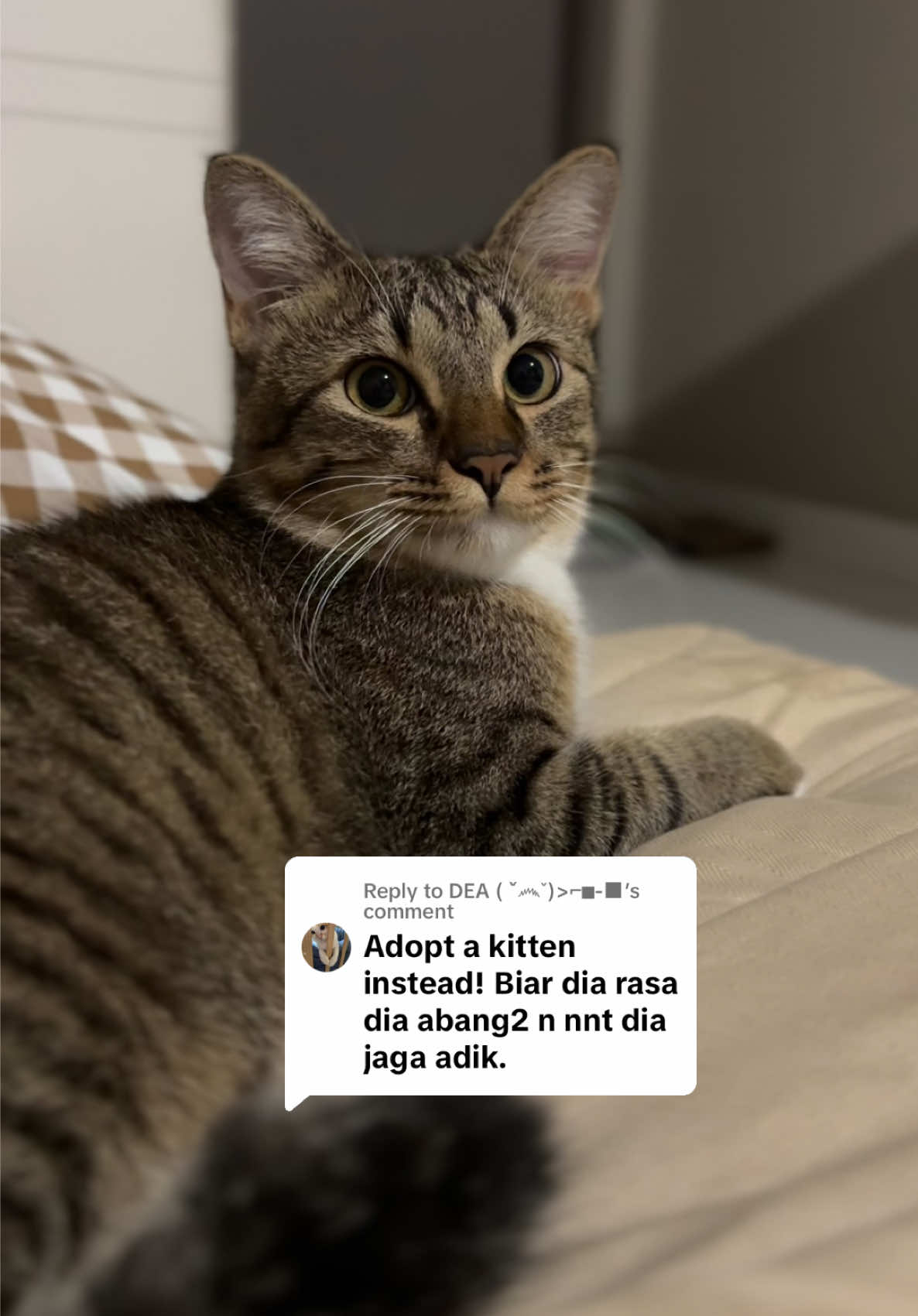 Replying to @DEA ( ˇ෴ˇ)>⌐■-■ okay ke kukis jadi abang ni? 😗 #tabbycat #catoftiktok  