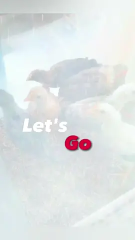 Kandang Kastari (Kandang Ayam Lestari) 🐔❣ #kastari #kandangkastari #kandangayam #ayamkampung #ayamkub #mandiripangan #slowliving 