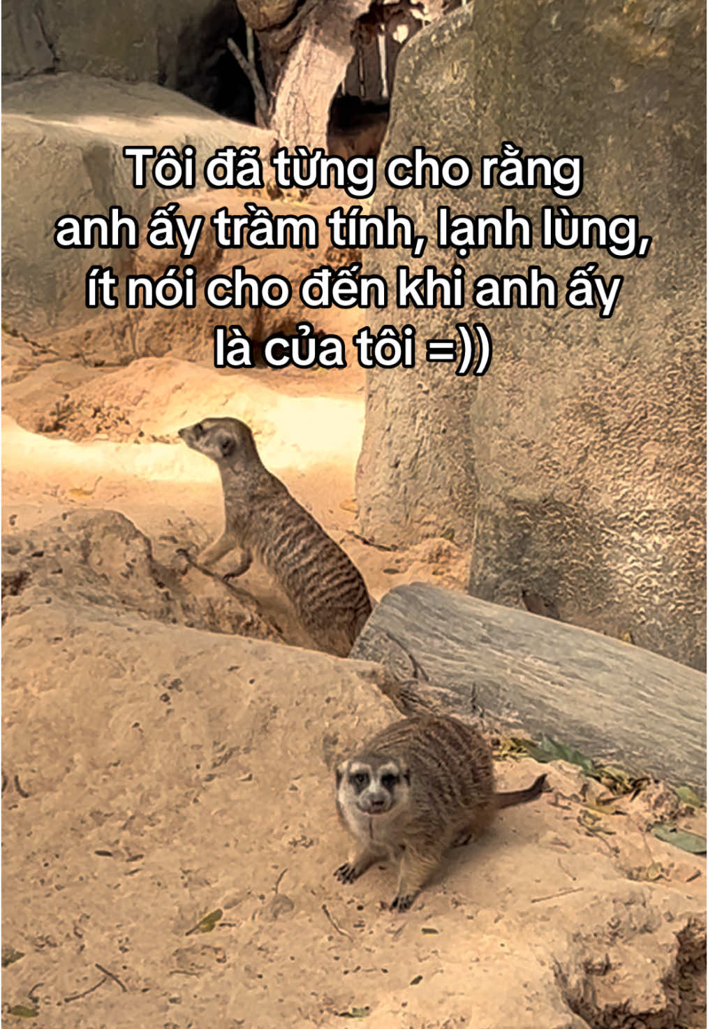 Tôi đã cảm nhận được sự bất ổn của anh ấy #fipシ #viral #xh #th #trending #monkey #VinWondersPhuQuoc #Vcreator #SafariPhuQuoc #GrandWorldPhuQuoc #WakeupFestival 