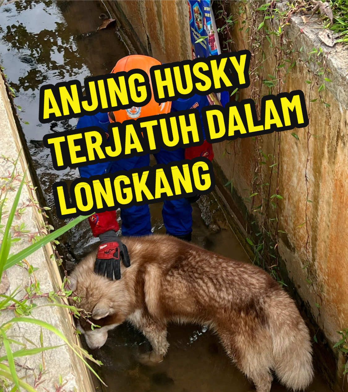 Terima kasih abam APM selamatkan anjing Husky yg terjatuh ke dalam longkang. #fyp #fypage #APMKotaKinabalu #dogsofttiktok #doglovers #doglife #loyaldog #huskydogs #rescueanimals #fyppppppppppppppppppppppp #viralvideo #trending #xyzbca #apmsanasini #rescuedog 