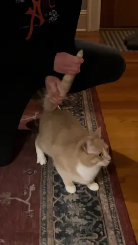 meowMIX 🎶 #catsoftiktok #beatbox #catdj #fyp 