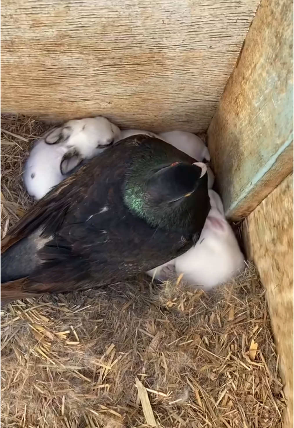 Ahh Galaxy! What a little character you are 🥰 #australia #pigeon #rabbitsoftiktok #fyp #viral  Please note: this is an old video (5yrs old maybe) This was the one of two litters our rabbits had (both accidental - yes we are that dumb) and our rabbits are now spayed and do eat greens and hay but the pigeon eats seeds so occasionally the rabbits will too. The pigeon is free to come and go as he pleases and here in Aus they are considered a feral animal so can’t be ‘released’ as such and there are no nearby pigeon breeders. He seems perfectly happy in my opinion. I would know, I see him everyday. Our rabbits are now 9 and 7yrs old and galaxy is 6yrs old. All three still coexist and live happily together, but are completely boring and just hop around eating or spend the day snoozing. The babies in the video all found loving homes. Any negative Nancy comments will be deleted and blocked, no room for negativity here. Only love and coexistence and compassion. 