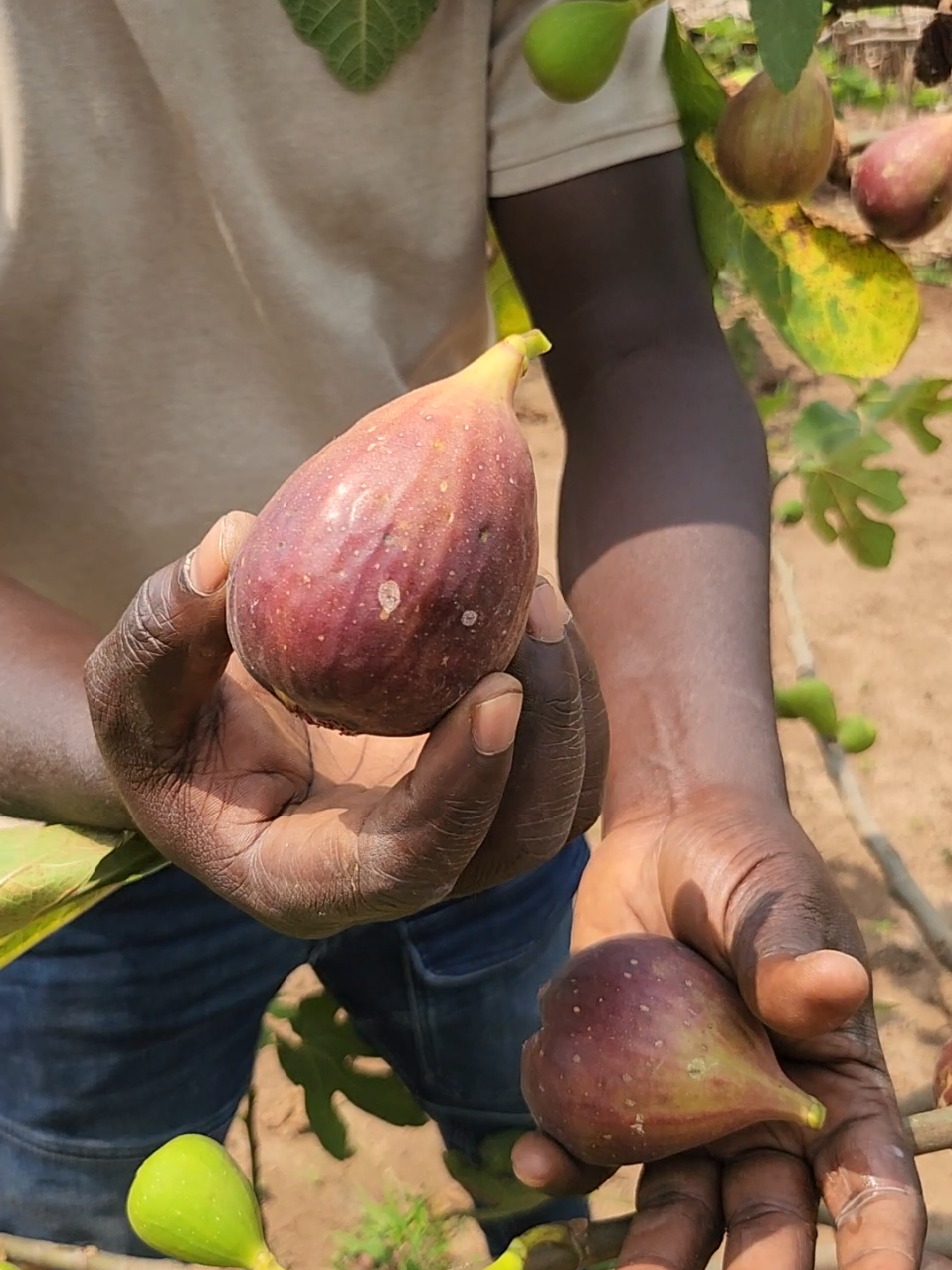 Purple FIG fruit only takes 4-5 months to start fruiting.  It has lots of health benefits to our immune system. Call or watsap us for seedlings 0753102757 or 0774956620. We are located in matugga sanga#fyp #1millionviews #foryoupage 