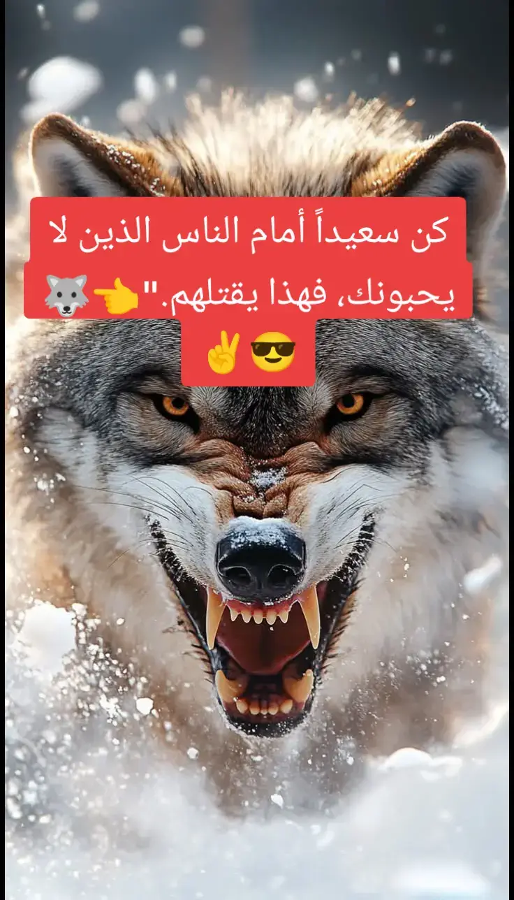 #الذئب👈🐺✌🇩🇿 