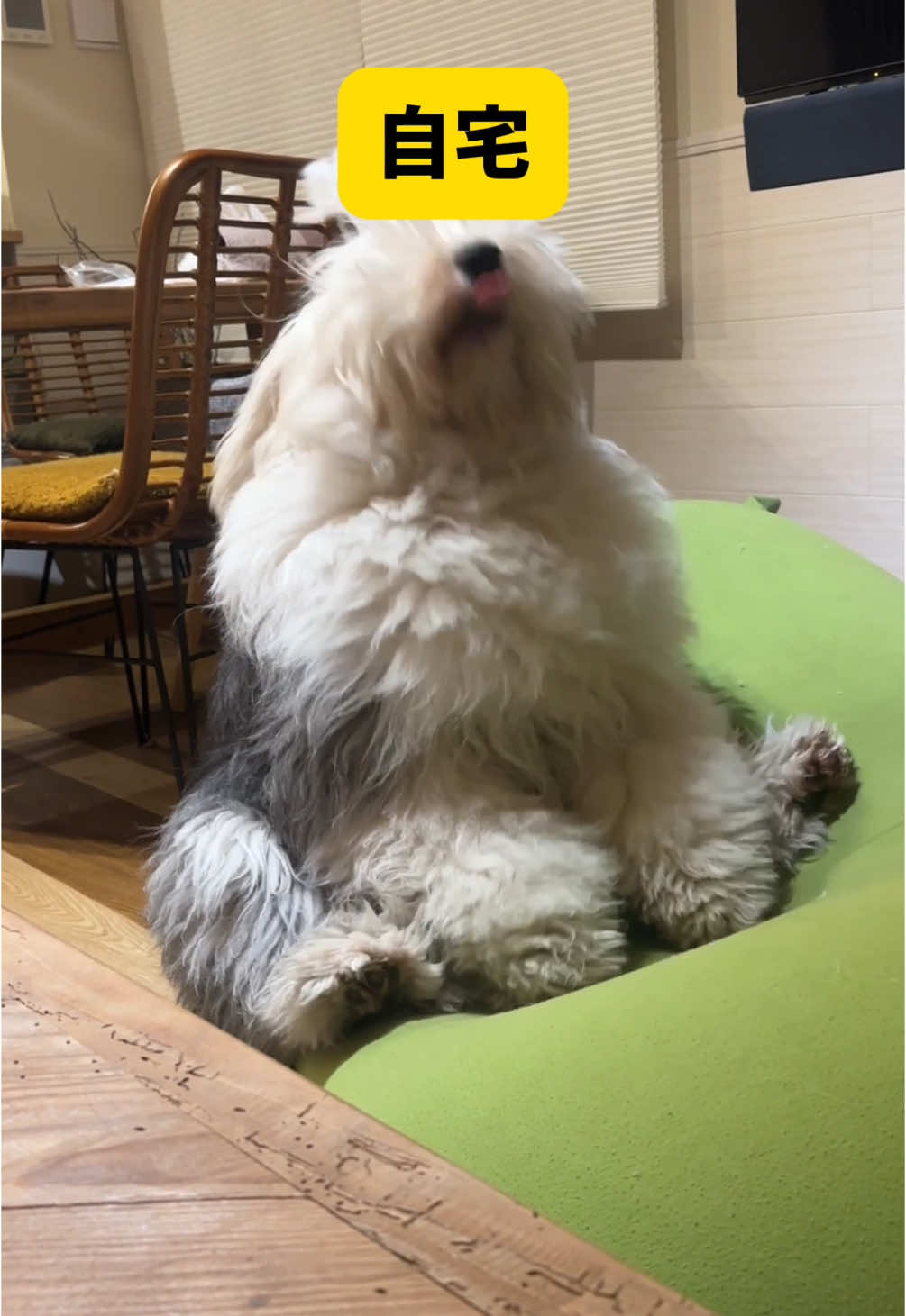 外面がいい？🤔(笑) #大型犬 #犬のいる生活 #オールドイングリッシュシープドッグ #もふもふ犬 #おすすめ #ヘドバン犬 