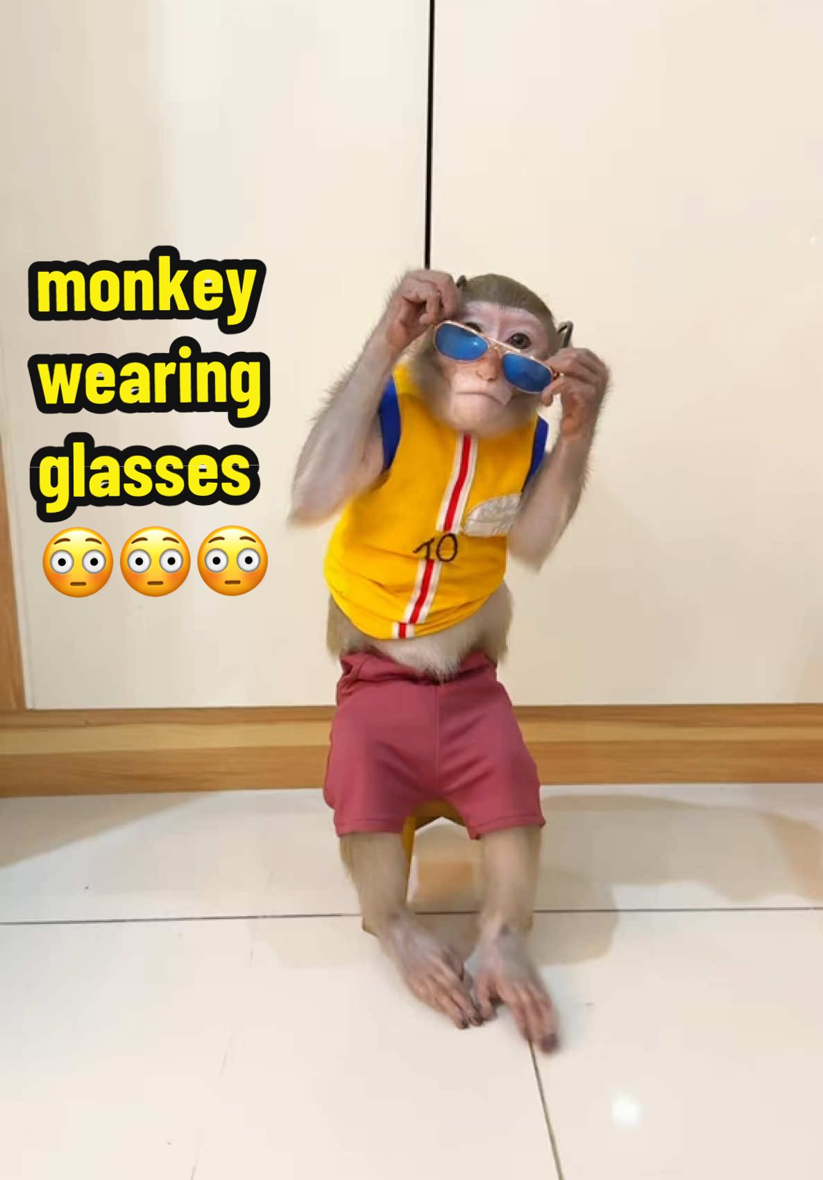 monkey wearing glasses #monkey #monkeyfunny #monkeysmart #monkeybonbon #cute #trending #animals 