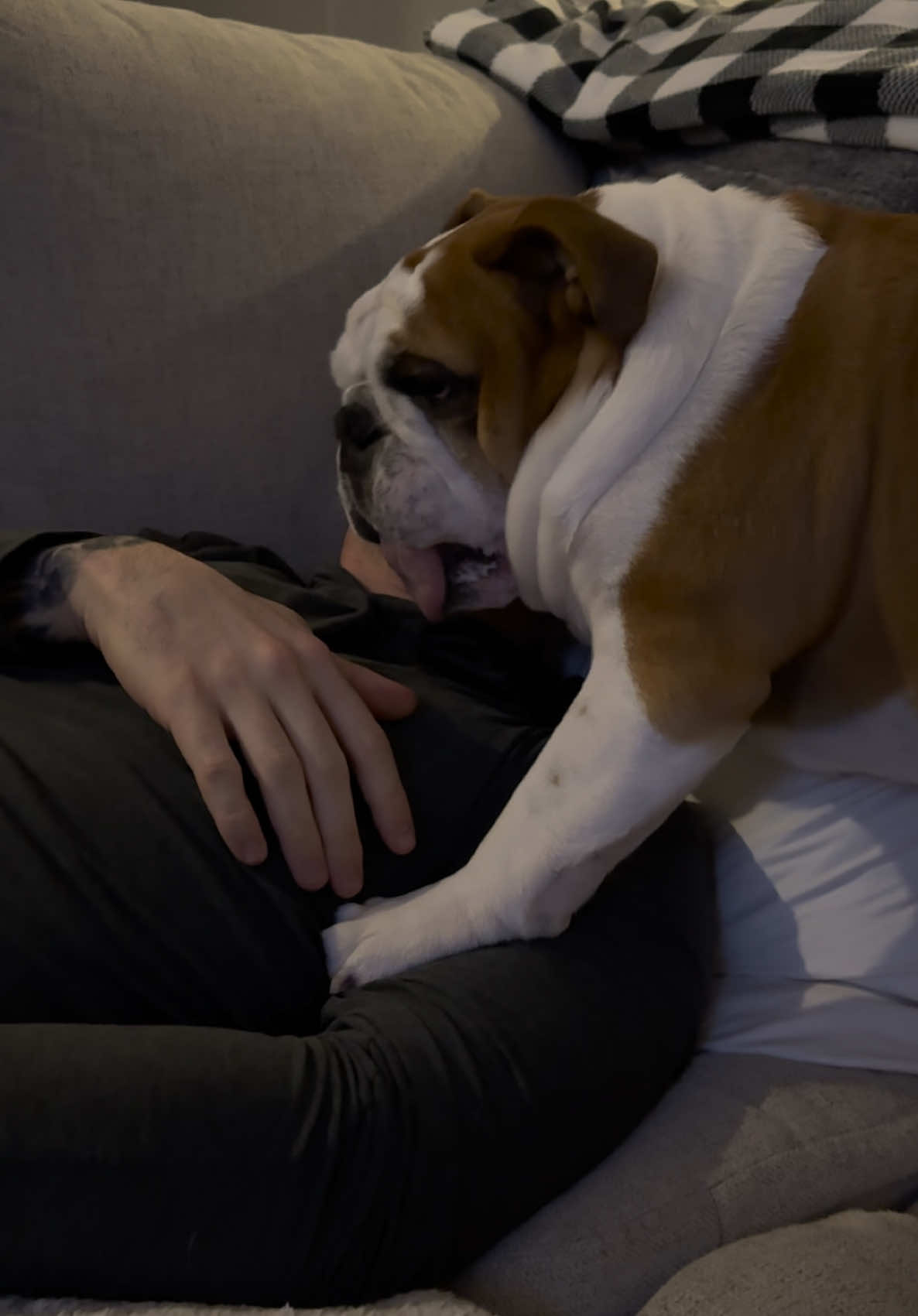 Will do anything for pretzels!!! Dad has to lick the salt off of them though lol #fyp #pretzels #hungry #hungryboy #starving #SnackTime #snacks #treat #treats #begging #fypp #fypage #foryourpage #viral #funny #bulldog #englishbulldog #dog #dogs #dogtok #dogsoftiktok #dogvideos #puppy #puppytok #puppies #puppiesoftiktok #pets #animals @Mikeylorenz0 @AS91 