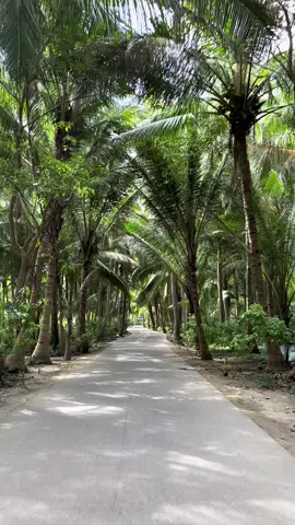 Picturesque road covered with coconut trees of Bantayan Island🏝️💚 #bantayanisland #fyp 