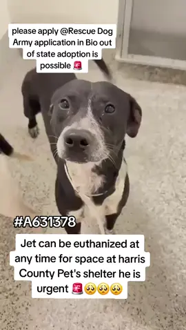 JET IS URGENT HE CAN BE EUTHANIZED AT ANY TIME AT HARRIS COUNTY PET'S SHELTER IN HOUSTON TX . PLEASE CONSIDER FOSTERING IF YOU ARE UNABLE TO ADOPT. NAME.JET ID #A631378 . IF YOU CAN FOSTER OR ADOPT PLEASE APPLY @RESCUE DOG ARMY APPLICATION IN BIO ASAP 🚨  OUT OF STATE ADOPTION IS POSSIBLE.  I DON'T HAVE ANY NOTES ON JET AT THE MOMENT BUT WILL UPDATE AS SOON AS I CAN.  PLEASE MESSAGE ME IF YOU HAVE ANY QUESTIONS. 