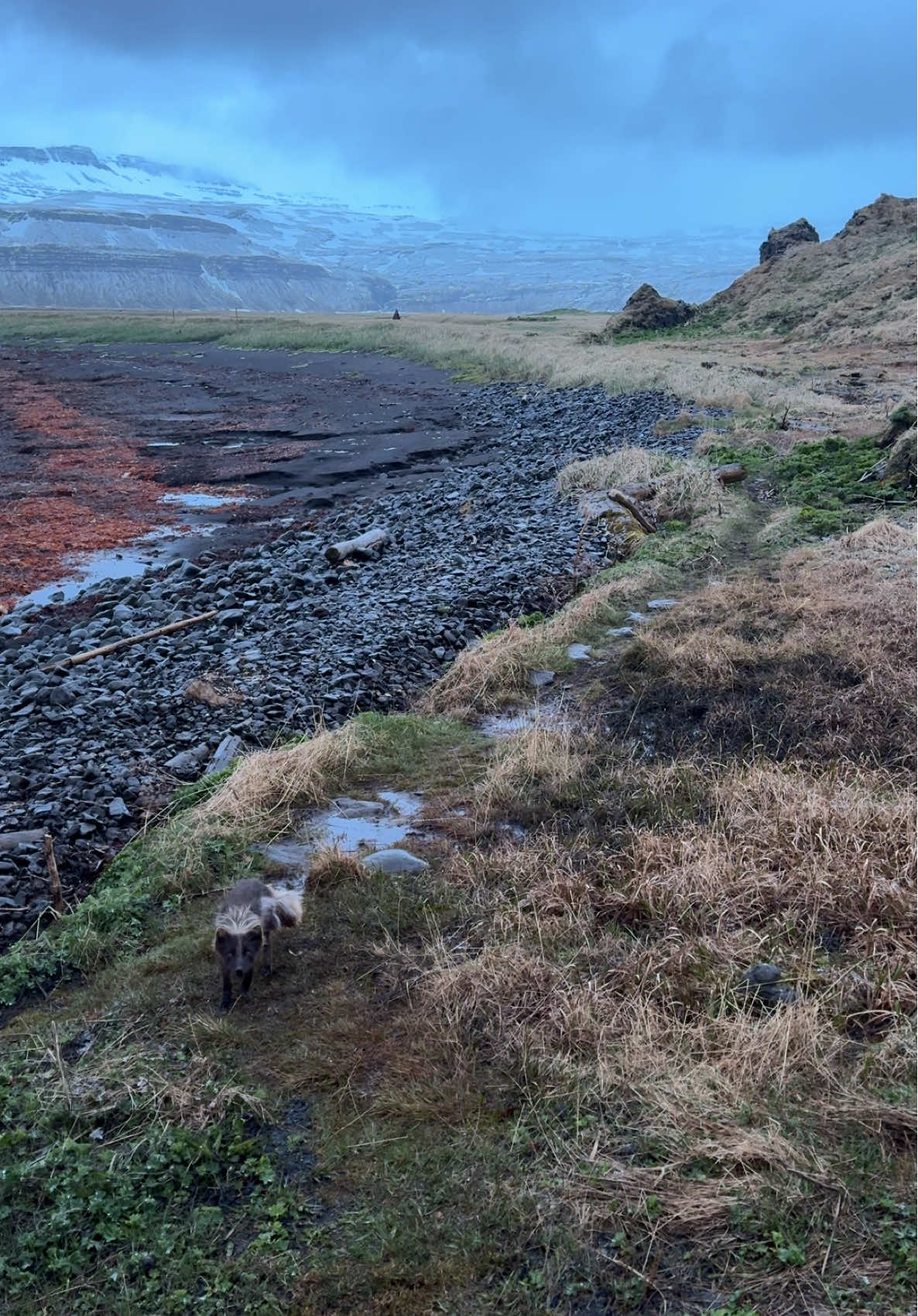 Looks like this fox left the hairdresser halfway through his session #Hornstrandir #ArcticFox #IcelandAdventure #Iceland 