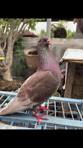 maggis part 2 😻😻#merpatikolong #merpati #merpatilovers #merpatiindonesia🕊️ #xybca #fypage #merpatiku #fypage #fyp #fotolive #fyp 
