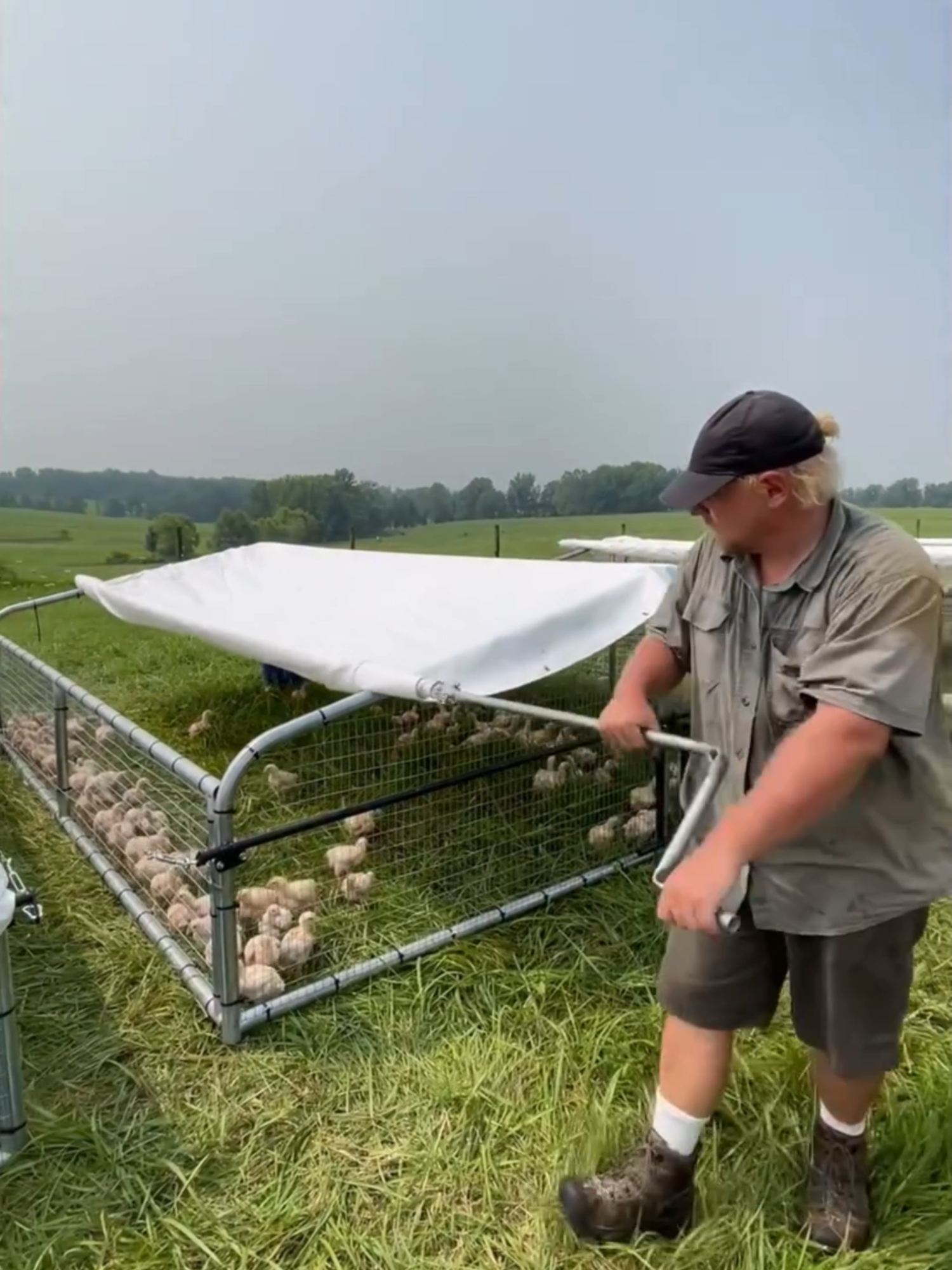 POLLOS CRIADOS AL AIRE LIBRE 🐓🌿 Descubre cómo este innovador sistema en EE.UU. prioriza el bienestar animal y la calidad del producto, con pollos criados en pastos frescos sin OGM ni antibióticos. ¡Sostenible y delicioso! #PolloOrgánico #AgriculturaRegenerativa #BienestarAnimal #AlimentosSaludables #GranjasSostenibles #PolloDeCampo #ComidaNatural #SinOGM #Avicultura #CarneSaludable