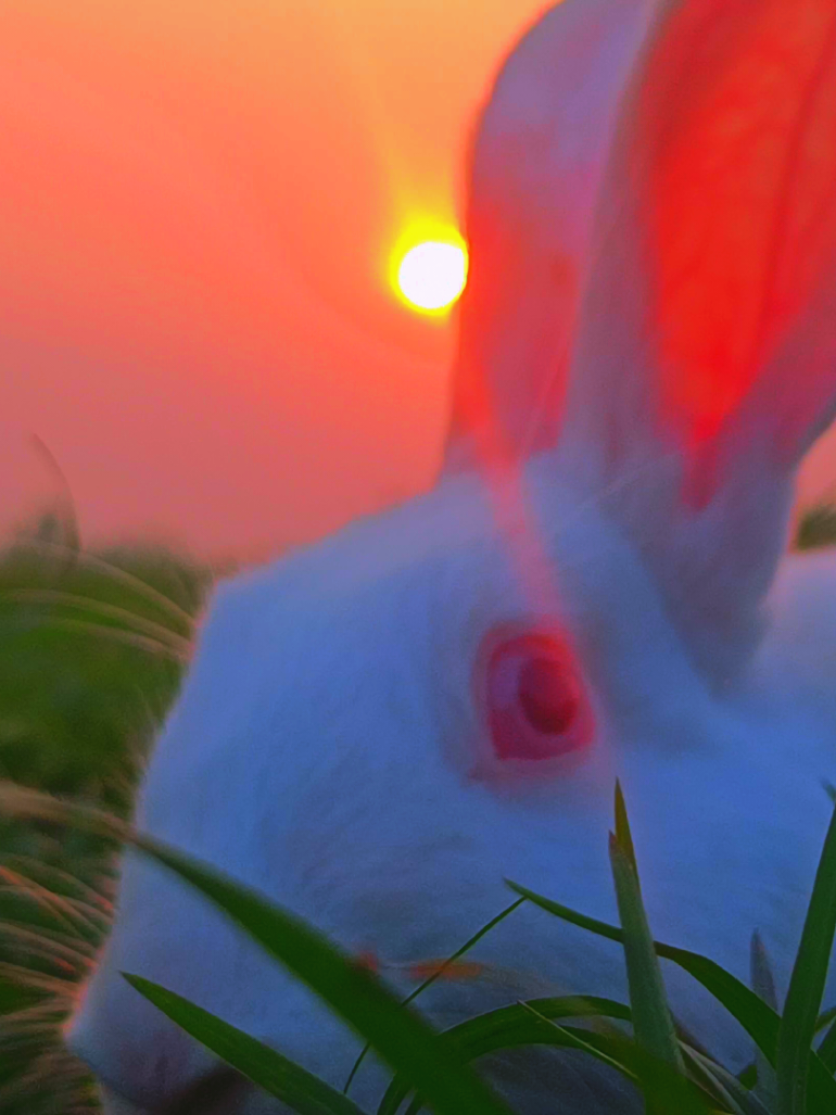 খরগোশের সৌন্দর্য,,,,!!😊🐇🐇 🐰#nature4cx #natural #nature #খরগোশ #খরগোশিনী #খরগোশ 