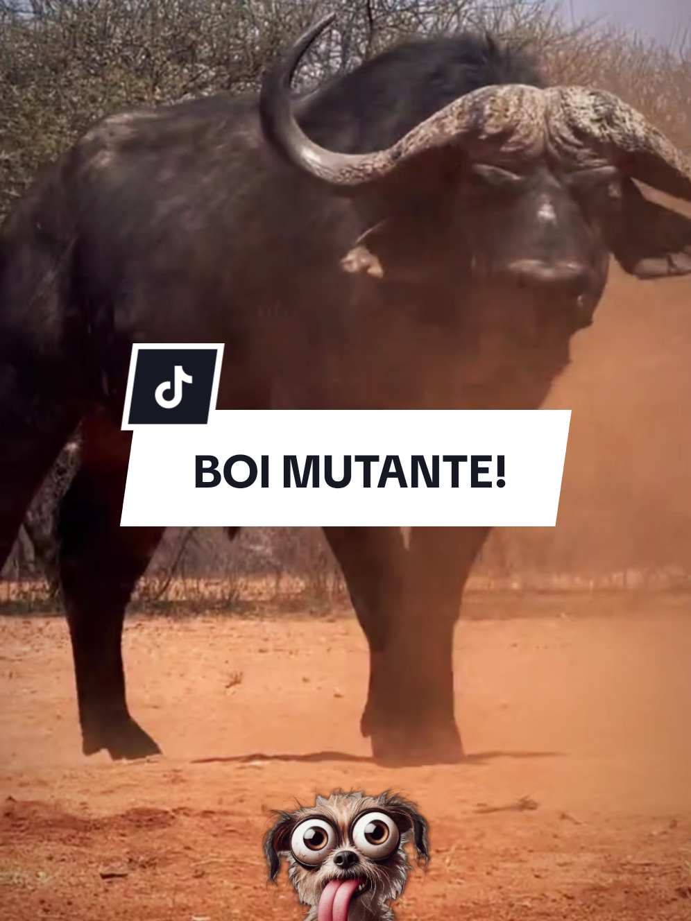 Animal mais bruto da natureza! #animais #curiosidades #natureza #bichos #bufalo 