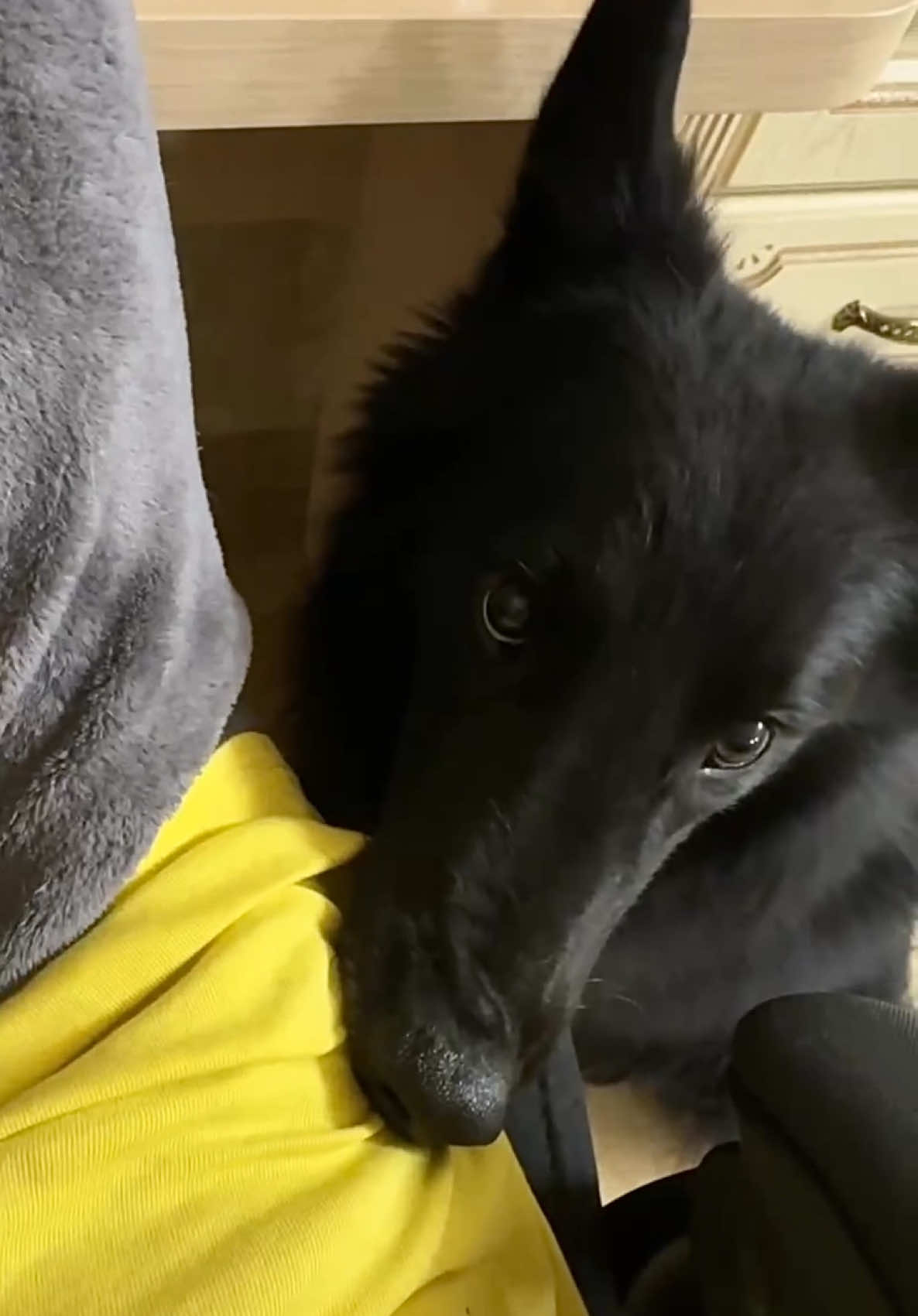Так и живем   #грюнендальокси #dogsoftiktok #cute #fyp #groenendael 
