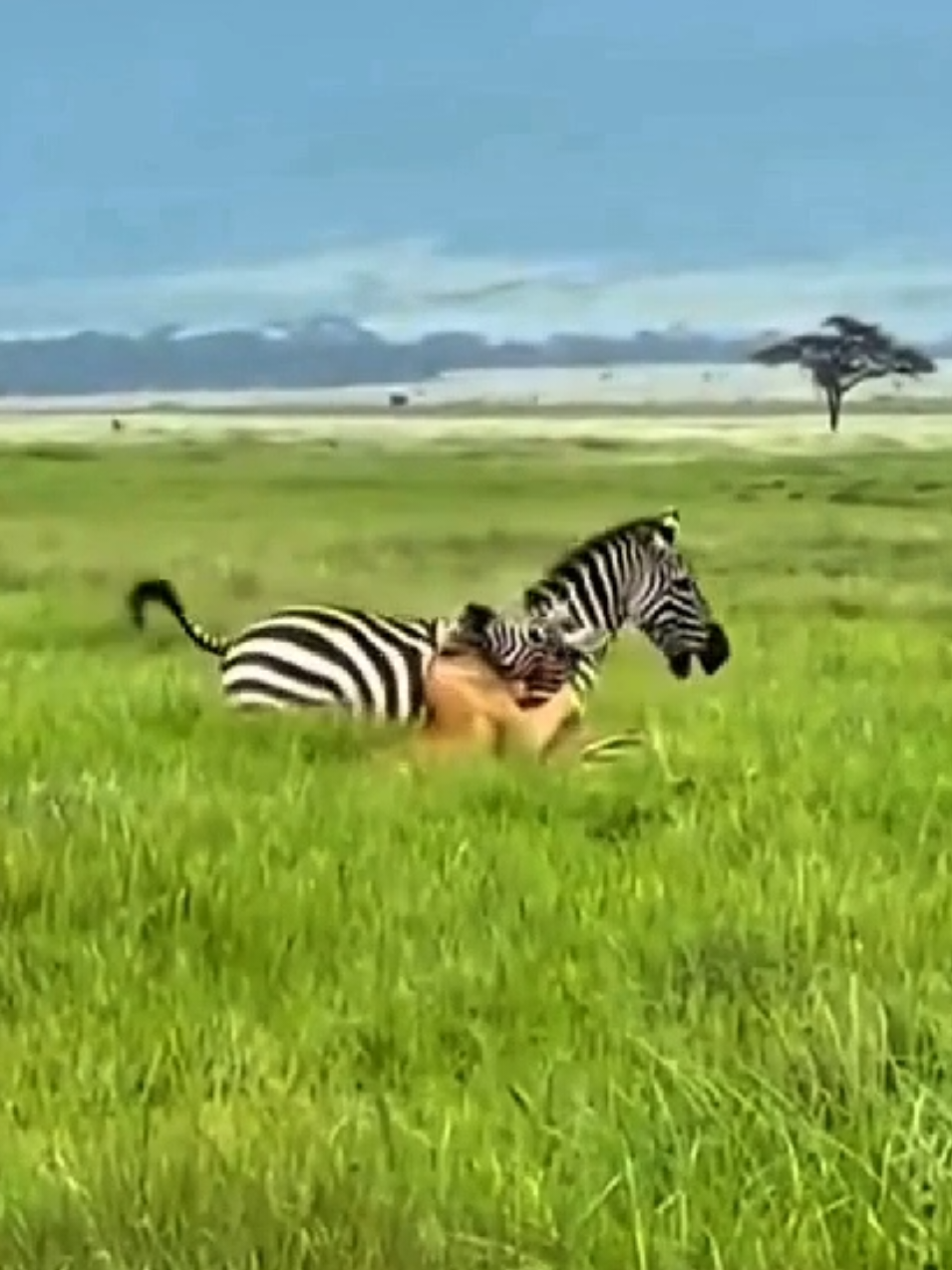 lioness attack zebra #tiktokanimals #lioness #wildanimals 