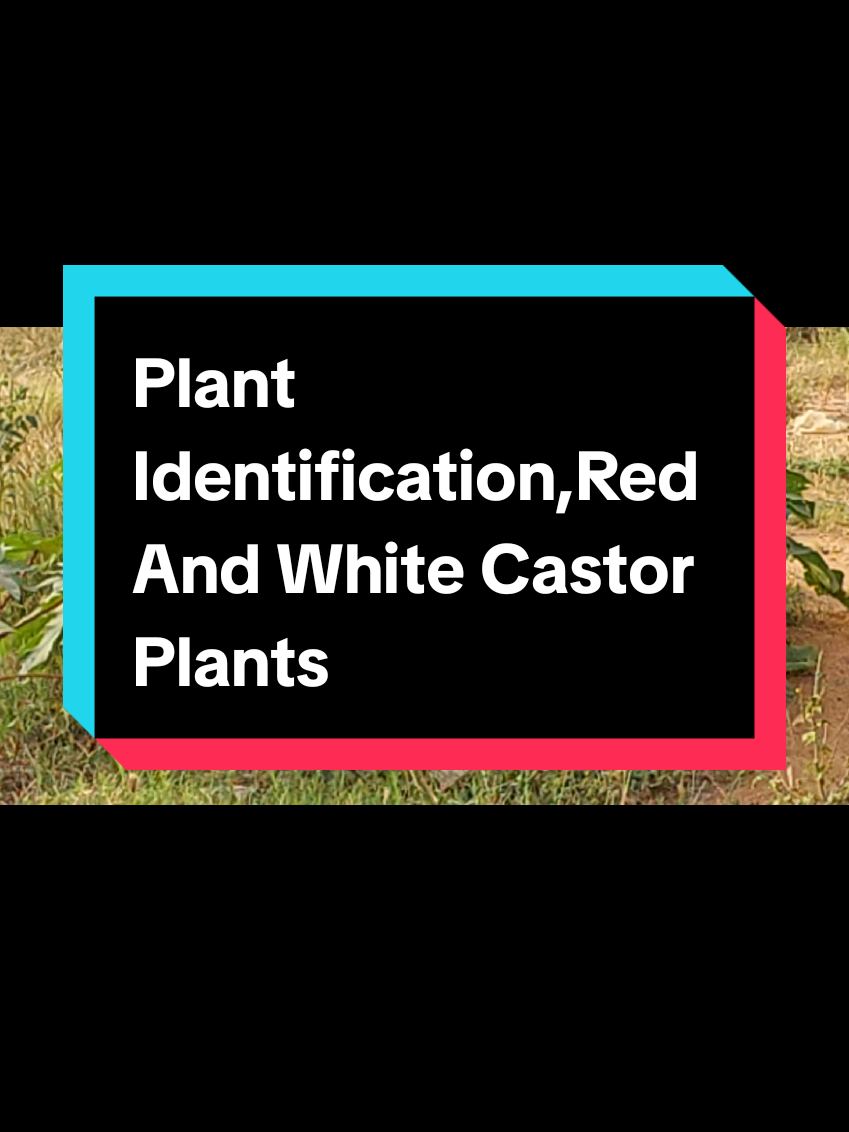 Male And Female  Castor Plants  Red Is Male  White Is Female  Mostly  The Red Is Use For High Spiritual  Works And Female Seeds Is For Family Planning 