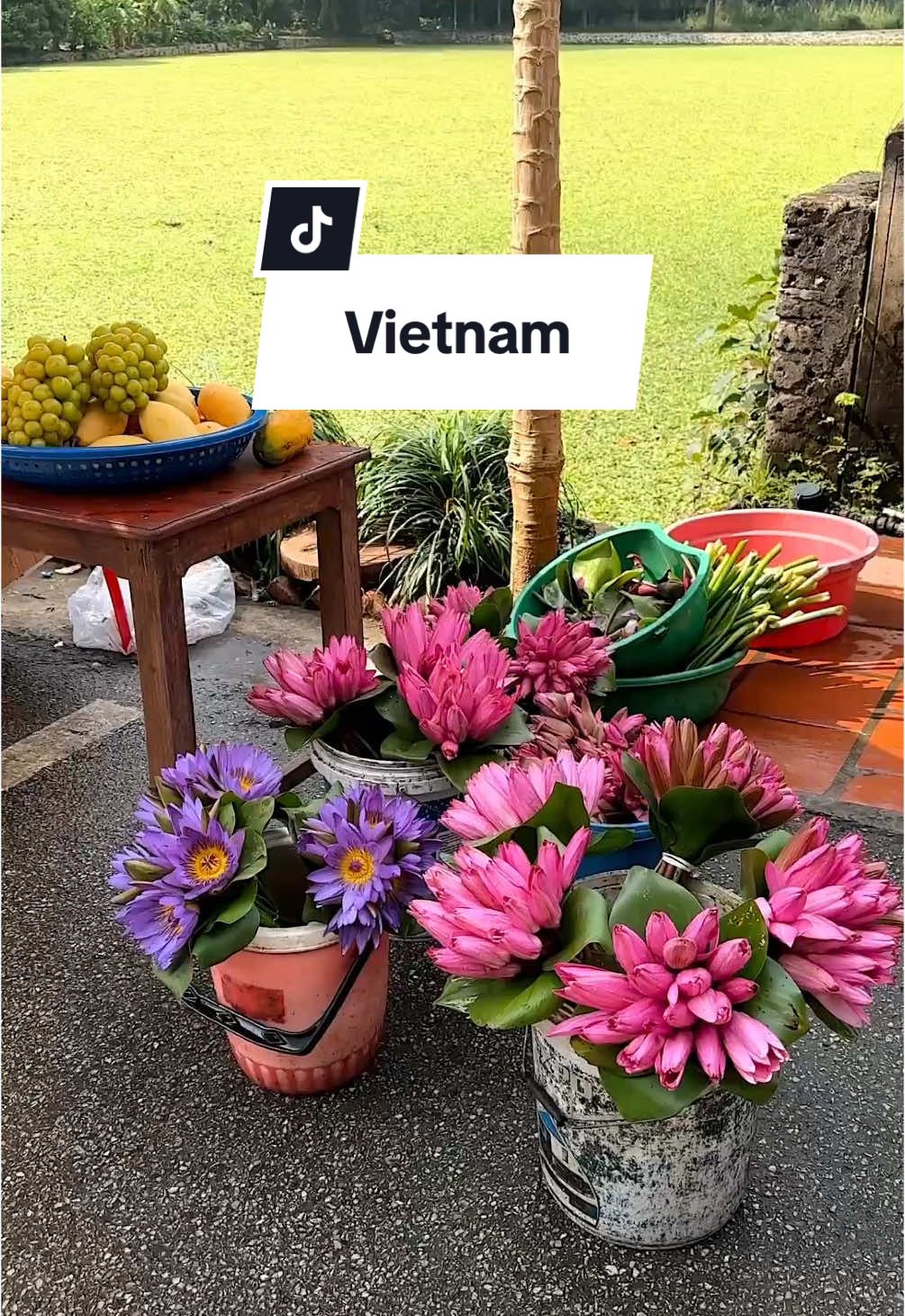 Have you been to Vietnam or is it on your bucketlist? 🇻🇳✨ #vietnamtravel #vietnamtrip #hanoifood #hanoitravel #phuquoc #ninhbinh #halongbay #sapa #travelbucketlist #southeastasia #vietnamitinerary 