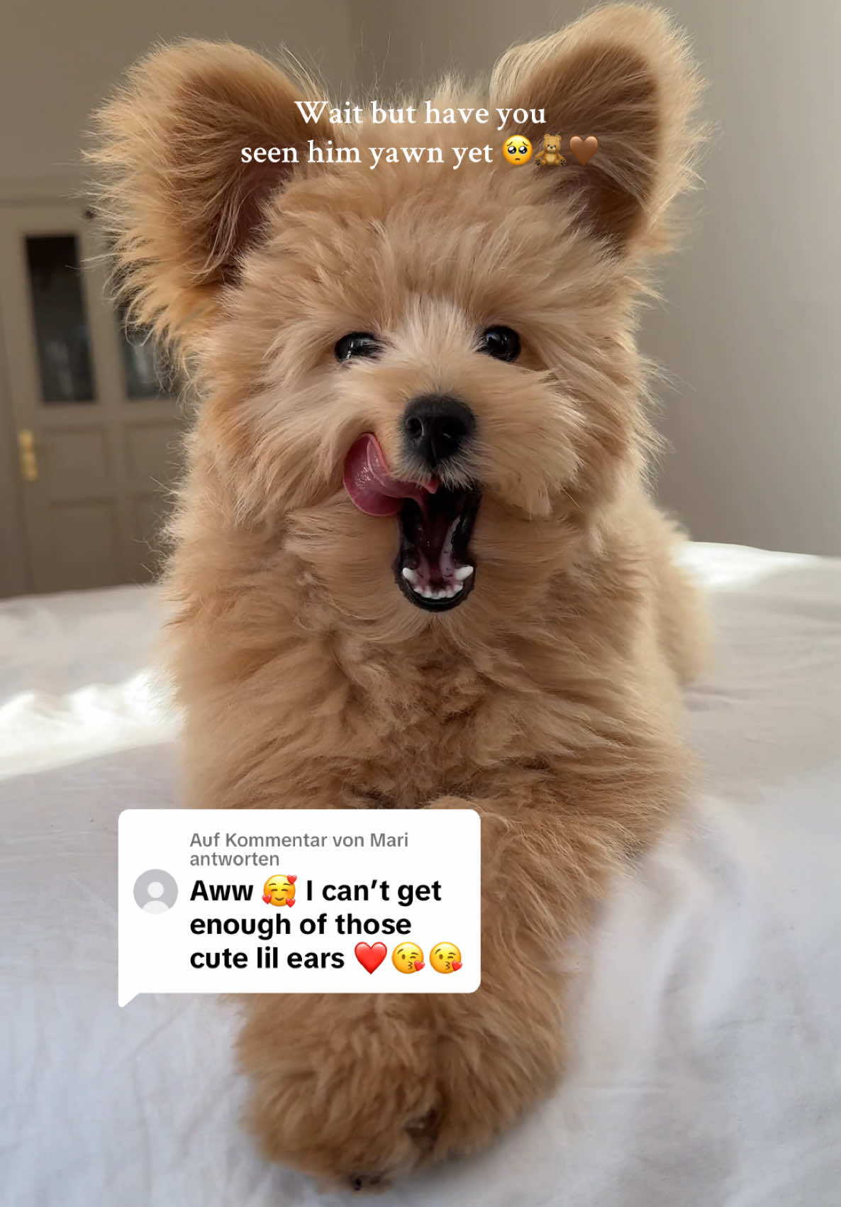 Antwort auf @Mari  #pomapoo #puppy #poodle #pomeranian #toypoodle