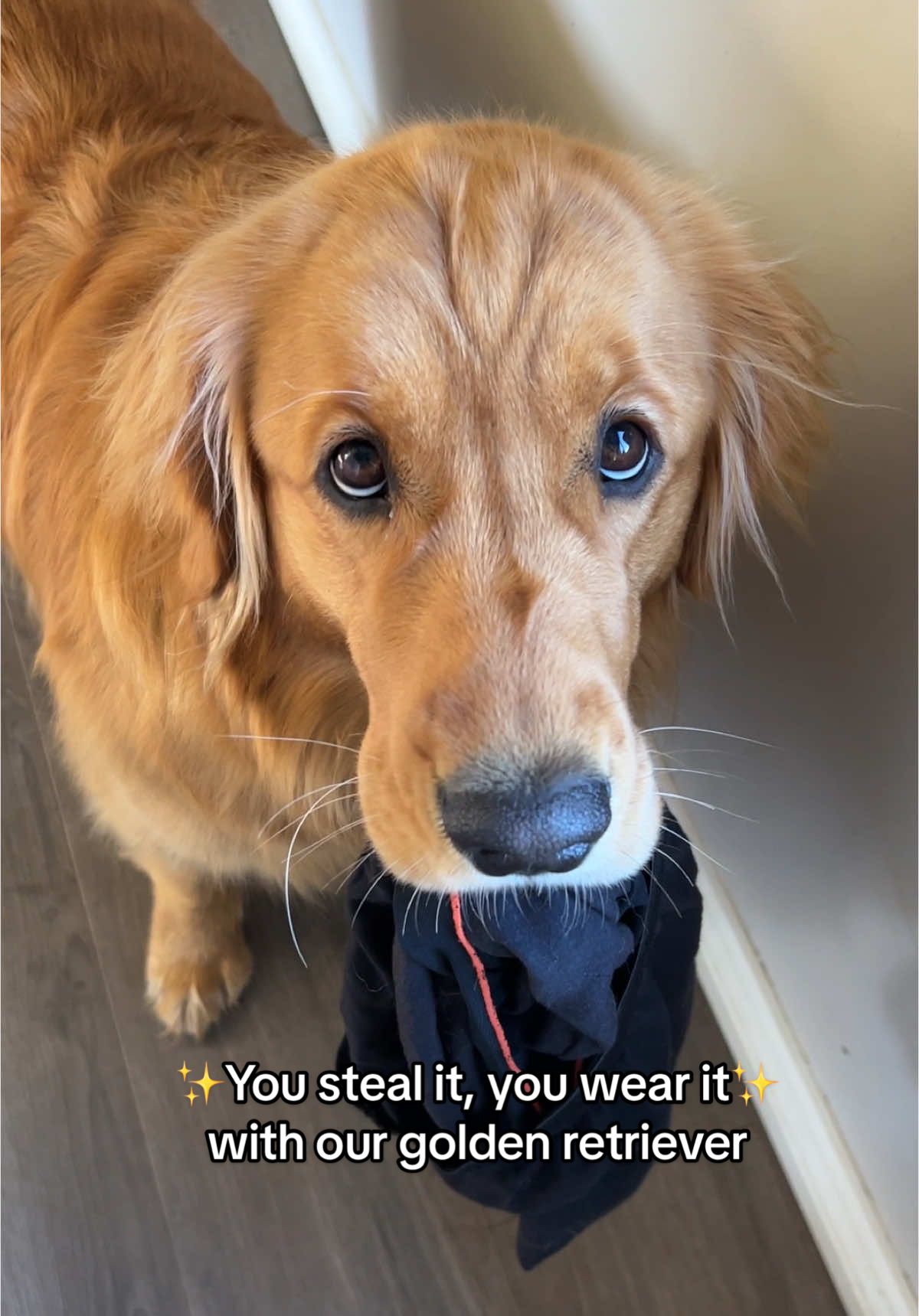 She’s just picking out her outfits at this point 💅🏼 #dogsoftiktok #goldenretriever #dogtok #funnyvideos #funnyanimals #cuteanimals 