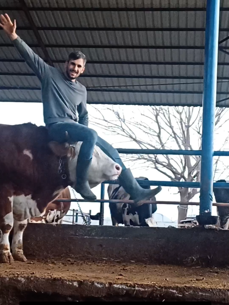 🐂🧿 #adana #besicilik #farm #sevgi #simental #cow #inek #keşfetteyizzz 