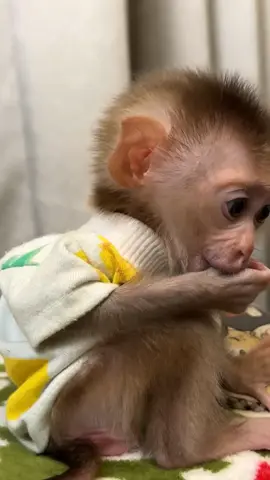 Monkey Love 💕  . . . #jenniferlopez #alexandradaddario #AngelinaJolie #MeganFox #margotrobbie #chrisevans #ChristianBale #AnneHathway  #ScarlettJohansson #elizabetholsen #JenniferLopez #JenniferAniston #JenniferLawrence #priyankachopra #KristenStewart #HaileeSteinfeld #wonderwoman #DC #mcu #MeganFox #kimkardashian #kendalljenner #monkeylove #monkeybaby #adorable #adorablemonkey #babyanimal #monkeysmart #reelsfypシ #reel