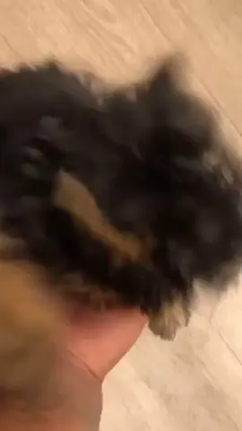 Official page Yorkie dogs 🐕💓 FaceTime open! Daily updates  Vaccinated & Dewormed & papers  #yorkie #yorkiesoftiktok #yorkiemom #yorkies #yorkielover #yorkiepuppy #yorkielife #yorkiepoo #yorkielovers #yorkielove #miniyorkie #miniyorkies #miniyorkiesofinstagram #miniyorkiepoo #miniyorkiegirl #miniyorkiesoftiktok #miniyorkiecors #miniyorkieboy #miniyorkiebreeder #toyyorkiepoo #toyyorkiesoftiktok #toyyorkiesofinstagram #toyyorkiebaby #toyyorkies #toyyorkieshireterrier #toyyorkiepuppy #toyyorkielife #teacupyorkiepuppies #teacupyorkiesforsale #teacupyorkiesoftiktok #teacupyorkiepoodle #teacupyorkiepoo #teacupyorkiepuppy #teacupyorkiesofinstagram #teacupyorkiepuppiesforsal #teacupyorkiepuppiesfors #teacupyorkiepuppyforsale #yorkieforrehoming #yorkieforsaleph #yorkieforever #yorkieforadoption #yorkieforlife #yorkieforsaleingeorgia #yorkieforyou #yorkieforadopt #yorkiefortiktok #teacupdogs #teacupdog #teacupyorkie #teacuppuppy #teacups #yorkipoosofinstagram #yorkipoos #yorkiepoodle #yorkieshireterrier #yorkieshitzu #yorkieshireterr #yorkieshirelove #yorkieshireterrierpuppy #yorkieshire #blackyorkie #yorkiepooforsale #yorkiepuppiesforsaleintexas #yorkiepuppiesforsaleingeorgia #yorkiepuppiesforsalecalifornia #yorkiepuppiesforsaleinpa #yorkiepuppieschicago #yorkiepuppiesforsalelasvegas #yorkiepuppiesforadoptioninalabama #yorkiepuppiesforadoption #yorkiepuppiesforsalenewyork #yorkieusa #yorkieforsalemaryland #yorkieforsaleatlanta #yorkieforsaleflorida #yorkieforsaleincalifornia #yorkieforsalega #yorkieforsalenj #fyp #viralvideo #tiktok #dogsoftiktok #dogs #dogsvideo #dogsoftiktokviral #dogsofinstagram #puppiesforsaleusa #puppiesforsaleintexas #puppiesforsalecalifornia #puppiesforadoption #puppiesforsaleutah #puppiesforall #puppiesforsaleinillinois #puppiesforsaleingeorgia #loveyou #traveltiktok #teacuppuppiesforadoption #teacuppuppiesforsale82 #teacuppuppies #teacuppuppyplanet #dailyvlog #duckytheyorkie #yorkiepom #yorkiepuppyforsale #yorkieforadopt #merleyorkie #merleyorkies #merleyorkiesforsaleinnewengland #merleyorkiesforsale #forsalenow #forsale  #partiyorkie #partiyorkiesoftiktok #partiyorkiesofinstagram #partiyorkieadventures #partiyorkieluv #partiyorkies #partiyorkie♥️♥️ #partiyorkiemom #partiyorkiesforsale #partiyorkiepuppy #blackyorkie #blackyorkiepoo #duckytheyorkie #biewerterrier #bieweryorkie #bieweryorkshireterrier #biewersforsale #biewers #biewerpuppy #bieweryorkshire #biewergirl #biewerterrier💗💗💗 #biewerterrier #dorkie #dorkiedog #dorkieyorkie #dorkie #redyorkiepoo #jacksontheyorkie #tuckerthepartiyorkie #chocolateyorkie #chocolateyfamily #yorkie2023 #yorkie2021 #yorkie2022 #yorkiesoftiktok #toypoodlesoftiktok #toypoodlepuppy #toypoodle #mixyorkie #onthisday #rushtok #morkie #morkiesoftiktok #morkiepuppy #morkies #morkiemommy #morkiepoo #morkiepuppies #morkiemom #morkielove #morkiesquad #salestips #sale #yearontiktok #yorki #yorkiepooforsale        